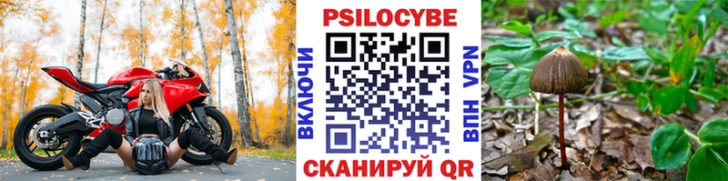 купить наркотики сайты  Берёзовский  Галлюциногенные грибы Psilocybe 